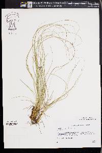 Carex distachya image