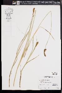 Carex disticha image