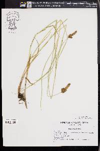 Carex disticha image