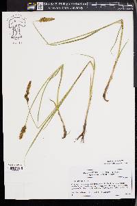 Carex disticha image