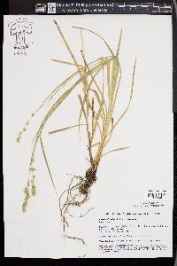 Carex divulsa image