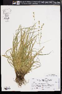 Carex divulsa image