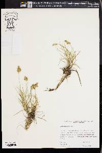 Carex douglasii image