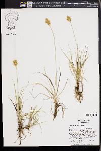 Carex douglasii image