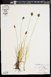 Carex ebenea image