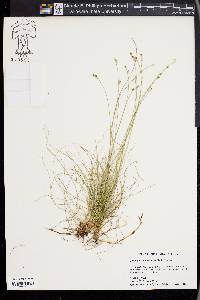 Carex eburnea image