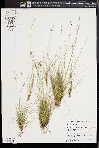 Carex eburnea image