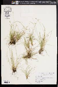 Carex eburnea image