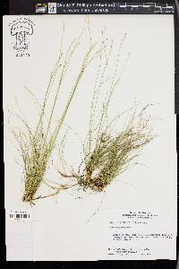 Carex eburnea image