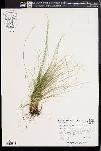 Carex eburnea image