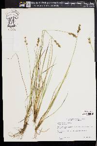 Carex echinata image