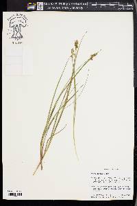 Carex echinata image