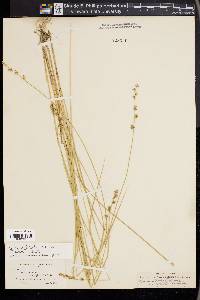 Carex echinata image