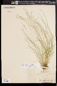 Carex echinata image