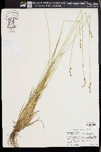 Carex echinata image