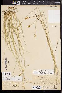 Carex echinata image