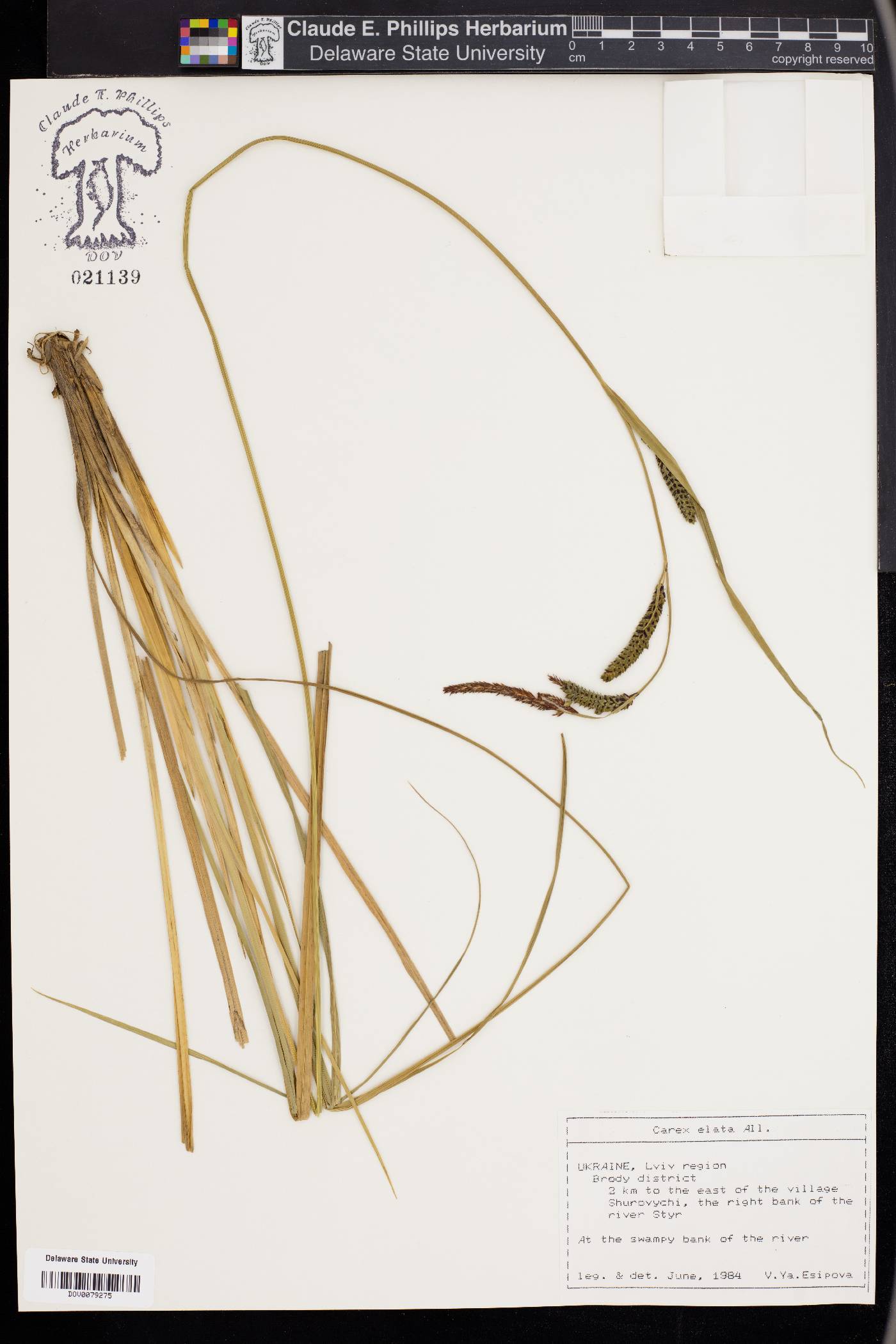 Carex elata image