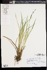 Carex elata image