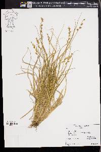 Carex elongata image