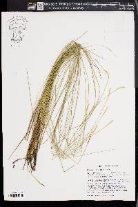 Carex exilis image