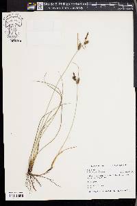 Carex extensa image