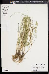 Carex festucacea image
