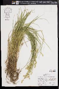 Carex festucacea image