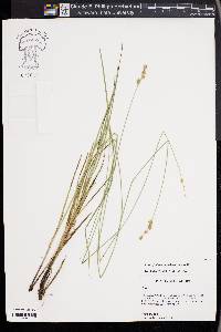 Carex festucacea image