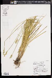 Carex festucacea image