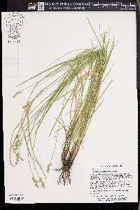 Carex festucacea image