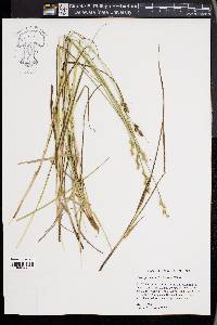 Carex festucacea image