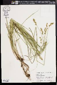 Carex festucacea image