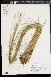 Carex festucacea image