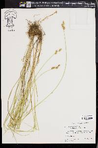 Carex festucacea image