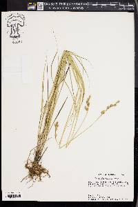 Carex festucacea image