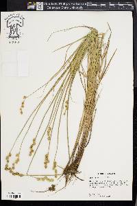 Carex festucacea image