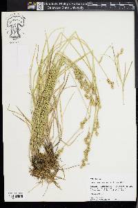 Carex festucacea image