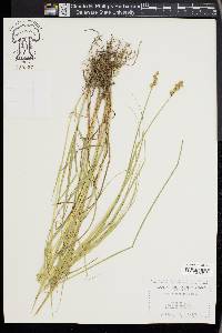 Carex festucacea image