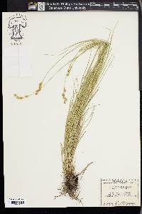 Carex festucacea image