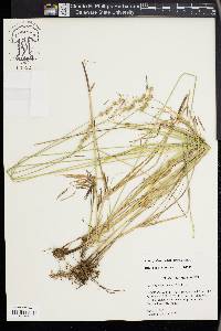 Carex festucacea image