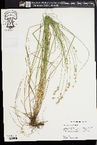 Carex festucacea image