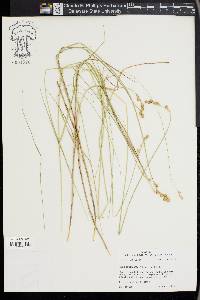 Carex festucacea image