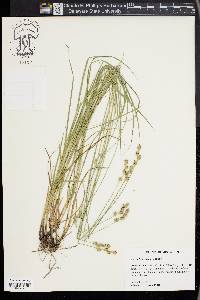 Carex festucacea image