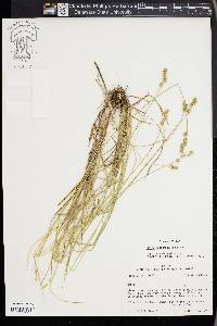 Carex festucacea image