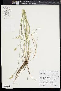 Carex festucacea image