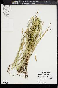 Carex festucacea image