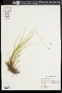 Carex festucacea image