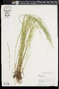 Carex festucacea image