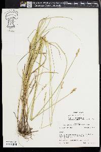 Carex festucacea image