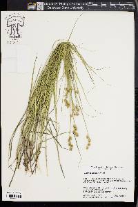 Carex festucacea image